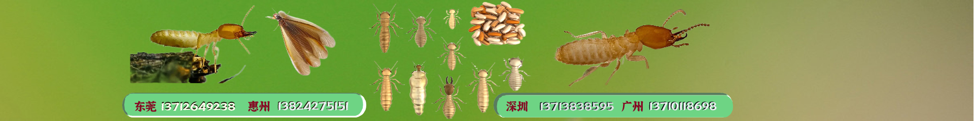 惠州臭虫防治