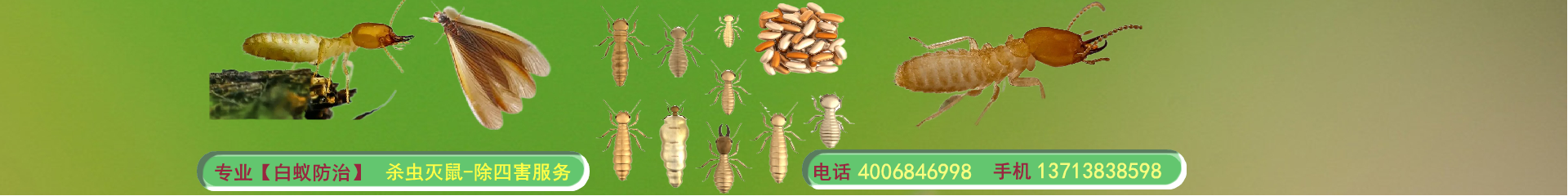 深圳白蚁防治