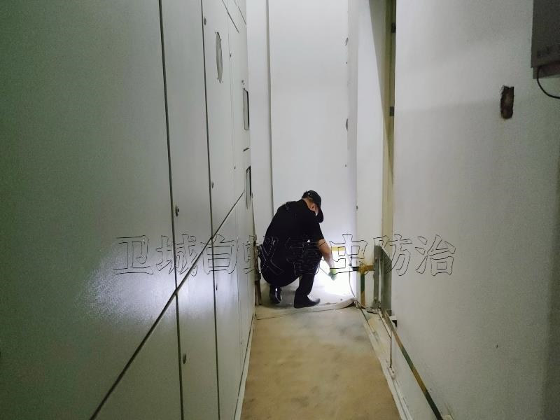 虎门白蚁防治,东莞虎门灭白蚁公司