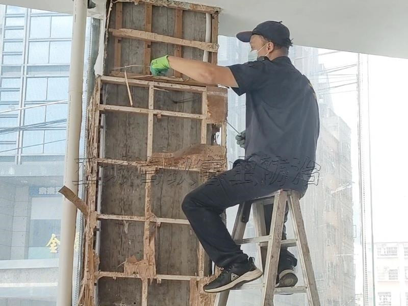 白蚁对农林作物的危害及树木危害