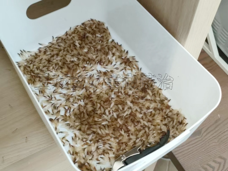 园洲白蚁防治中心,园洲白蚁防治所,龙溪灭除白蚁站一次清除白蚁