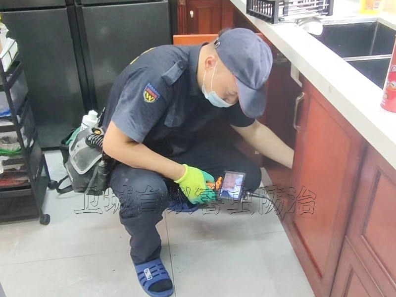 荔湾桥中白蚁防治,桥中白蚁防治,荔湾灭白蚁公司