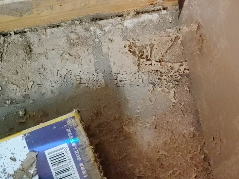 钟落潭白蚁防治,白云区灭治白蚁公司,广州钟落潭白蚁防治