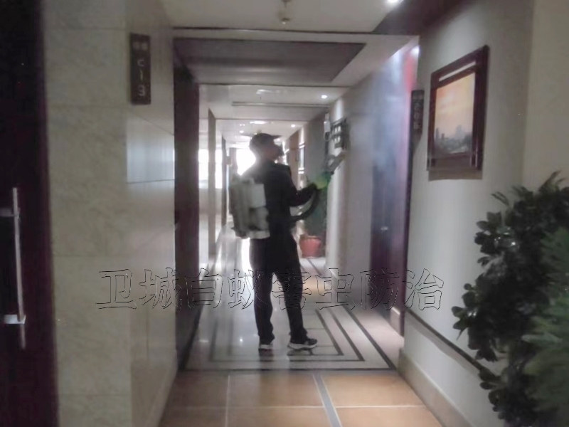 东莞塘厦杀臭虫,凤岗臭虫防治,塘厦灭臭虫公司,彻底根治跳蚤